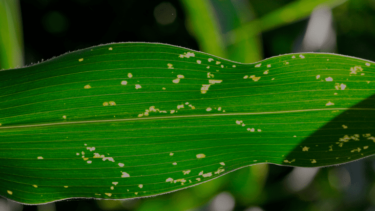 Imagem do quiz: O quanto você realmente sabe sobre Doenças de Plantas?