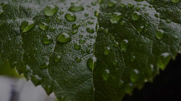 Imagem do quiz: O quanto você realmente sabe sobre Adubação Foliar?