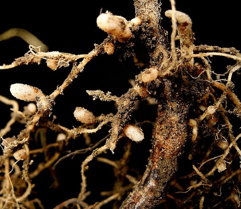Imagem do artigo: Simbiose: Micorrizas e Rizóbios para uma Agricultura Sustentável (2)