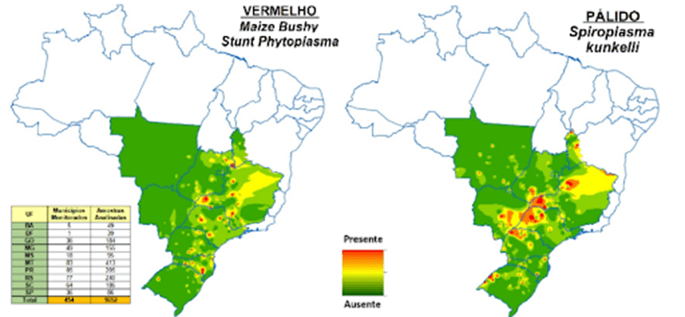 Imagem do artigo: Saiba mais sobre o enfezamento do milho (2)