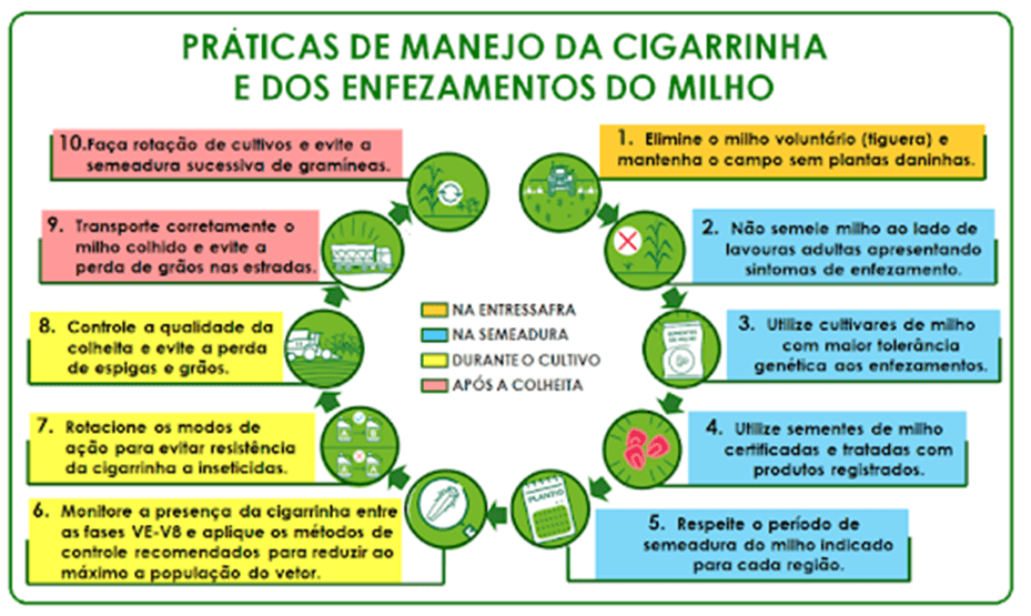 Imagem do artigo: Saiba mais sobre o enfezamento do milho (4)