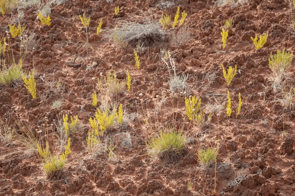 Imagem do artigo: Influência das mudanças climáticas na microbiota do solo (2)