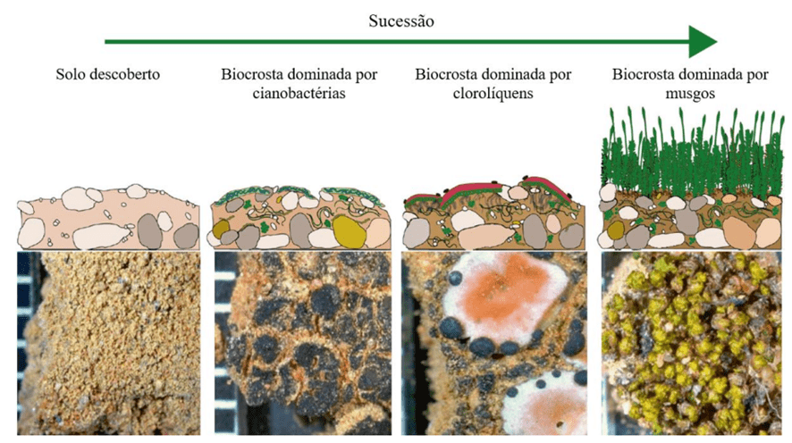 Imagem do artigo: Influência das mudanças climáticas na microbiota do solo (3)