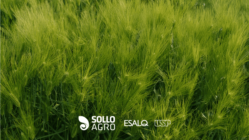 Dissertação Larissa Imagem: Pesquisa realizada na ESALQ/USP – Diversificação com forrageiras: impactos no solo, carbono e produtividade