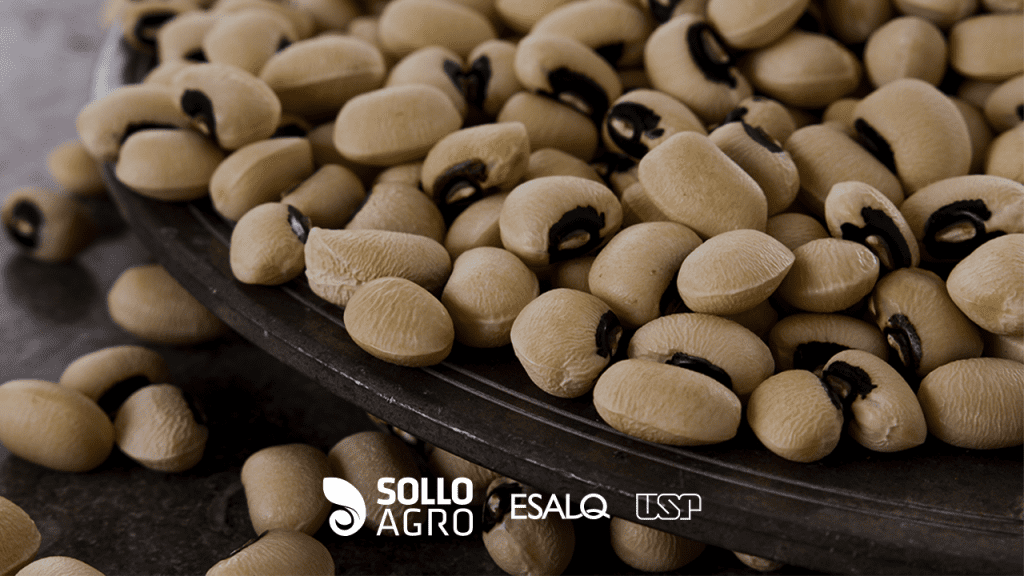 Calagem e sua relação com a fixação de nitrogênio e o uso de molibdênio em feijão-caupi Imagem: Pesquisa realizada na ESALQ/USP – Calagem e sua relação com a fixação de nitrogênio e o uso de molibdênio em feijão-caupi