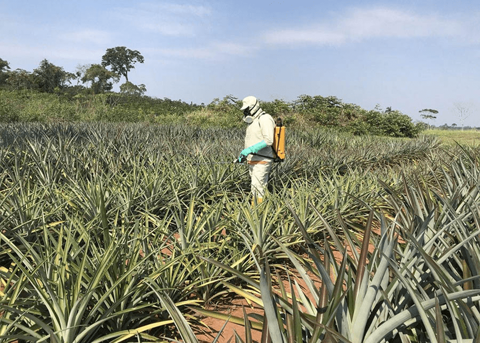 Imagem do artigo: Uso de óleos essenciais na agricultura