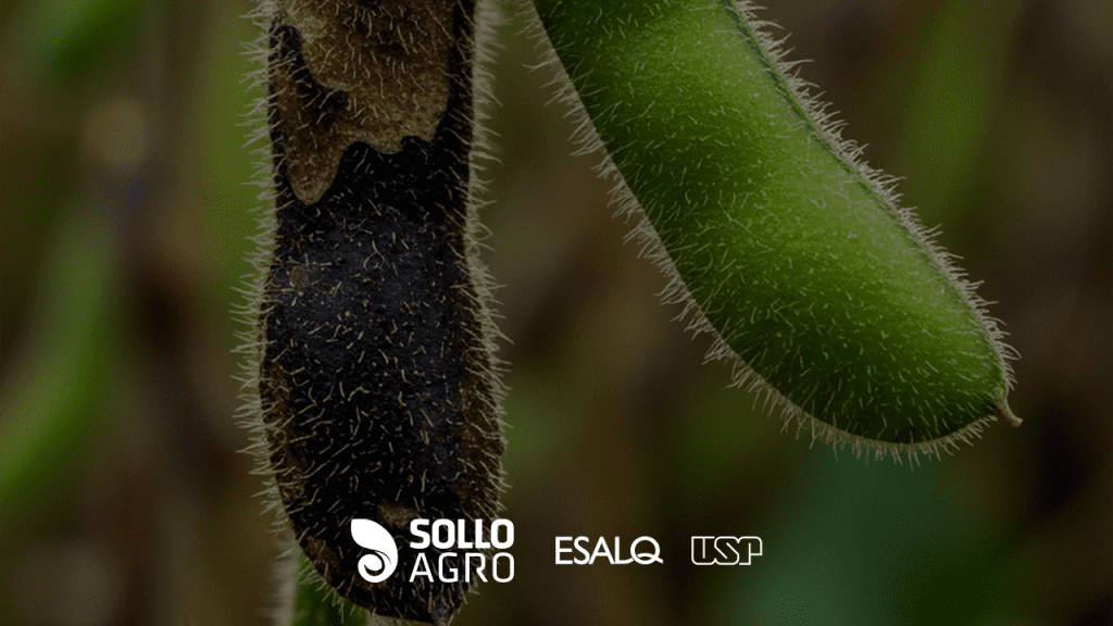 Analise_histologica_de_plantas_com_anomalia_da_soja Imagem: Bate-papo com nova geração de pesquisadores