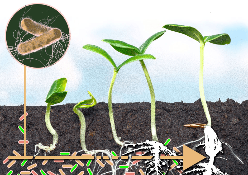 Imagem do artigo: Uso de bactérias na agricultura