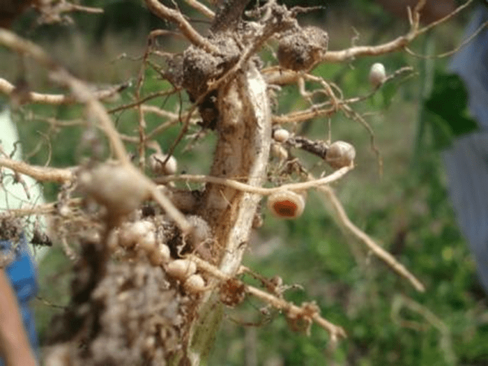 Imagem do artigo: Uso de bactérias na agricultura (3)