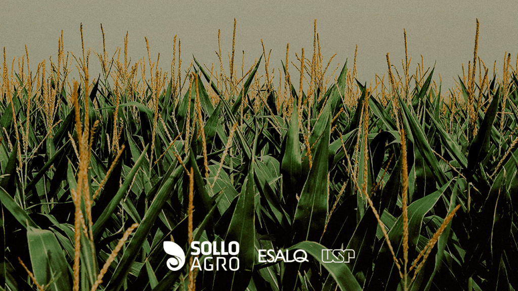 Milho_da_domesticacao_a_producao_global Imagem: Milho: da domesticação à produção global