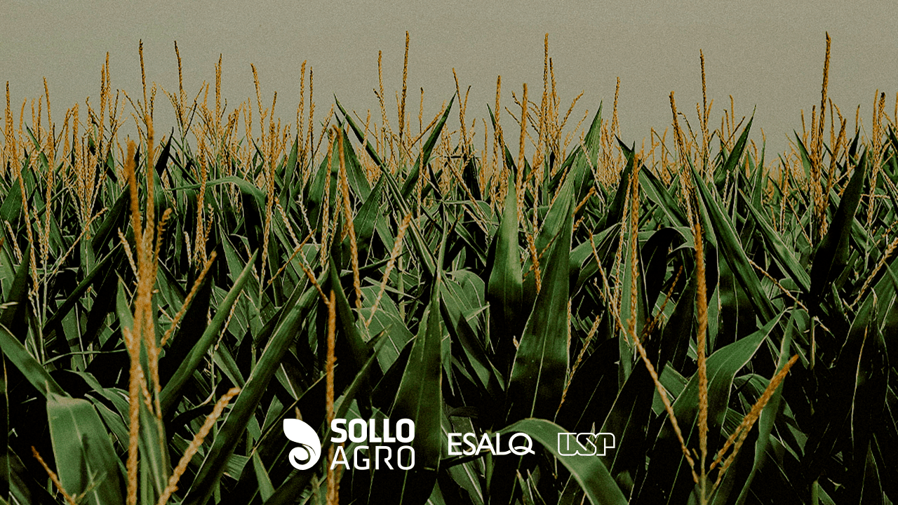 Milho_da_domesticacao_a_producao_global Milho: da domesticação à produção global