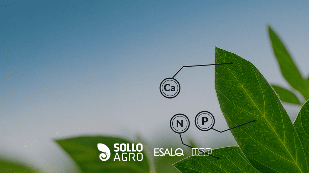 Para_que_serve_a_avaliacao_do_estado_nutricional_das_plantas Imagem: Para que serve a avaliação do estado nutricional das plantas?