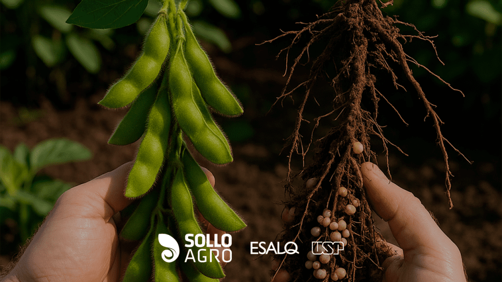 Coinoculação em soja_ fundamentos, avanços e importância para altas produtividades Imagem: Coinoculação em soja: fundamentos, avanços e importância para altas produtividades