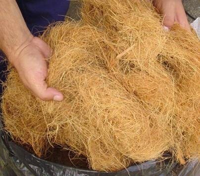 Imagem do artigo: Novo substrato sustentável transforma resíduos em produtividade agrícola (2)