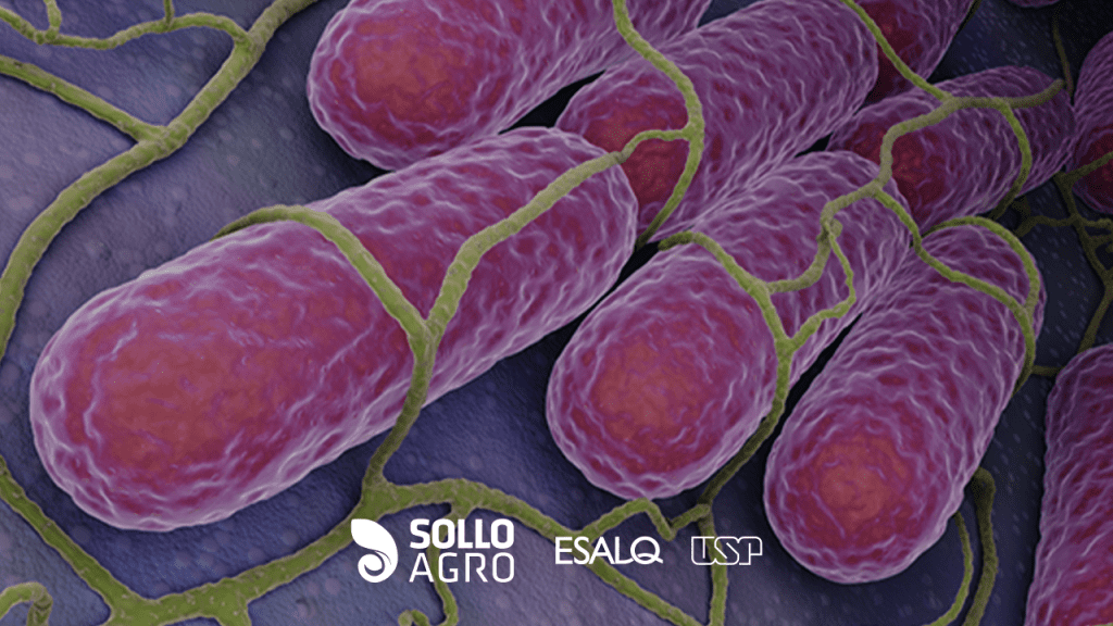 Imagem: Chromobacterium: microrganismo multifuncional para bioinsumos agrícolas