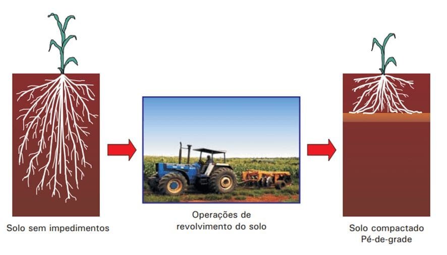 Imagem da notícia: ESALQ recebe simpósio sobre manejo e fitossanidade dos citros